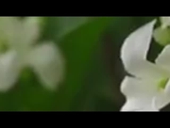 Sebuah cabang tunggal dari 