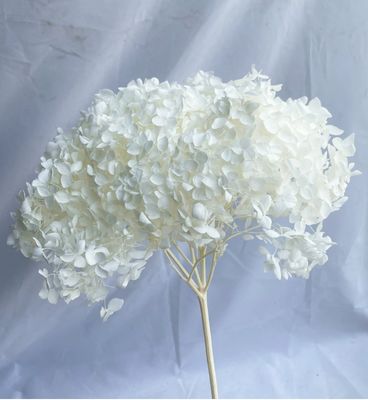 Harga yang bagus Anna Hydrangea Bunga yang Diawetkan Bunga Kering Bunga Buatan Hydrangea Dekorasi Rumah Bahan Kerajinan DIY Grosir Hydrangea Tunggal on line
