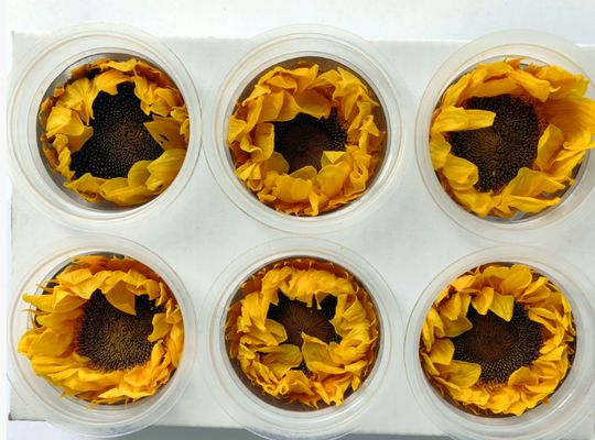 Harga yang bagus Bunga konservasi Sun Flower romantis hadiah Hari Valentine bahan buket buatan tangan on line